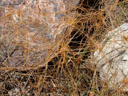 Image of chaparral dodder