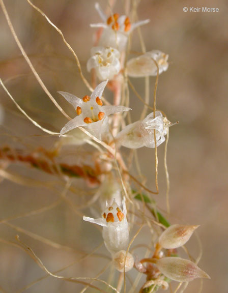 Image of San Joaquin dodder