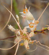 Image of San Joaquin dodder