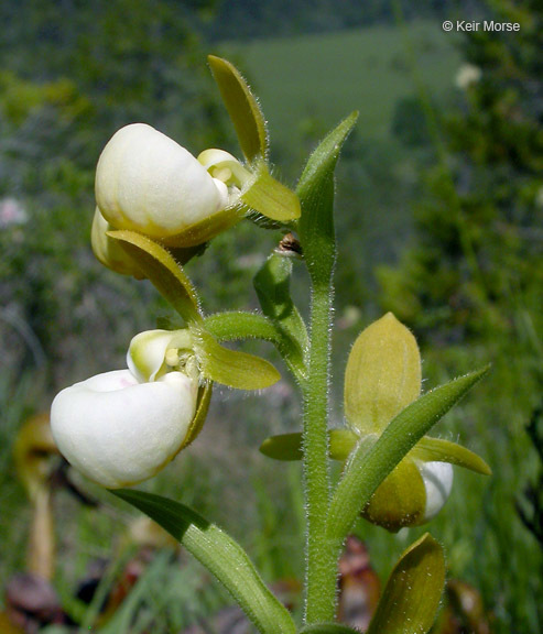 Imagem de Cypripedium californicum A. Gray