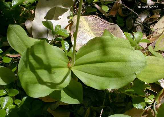 Image of Clustered lady's slipper