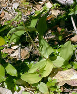 Image of Clustered lady's slipper