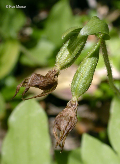 Image of Clustered lady's slipper