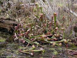 Image of California pitcherplant