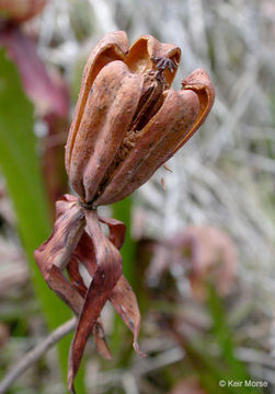 Image of California pitcherplant