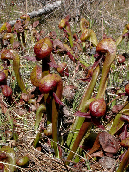 Image of California pitcherplant