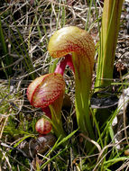 Image of California pitcherplant