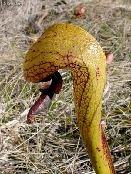 Image of California pitcherplant