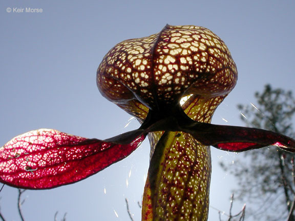 Image of California pitcherplant