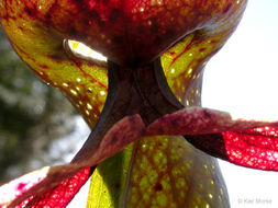 Image of California pitcherplant