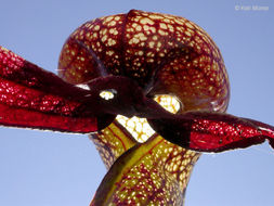 Image of California pitcherplant