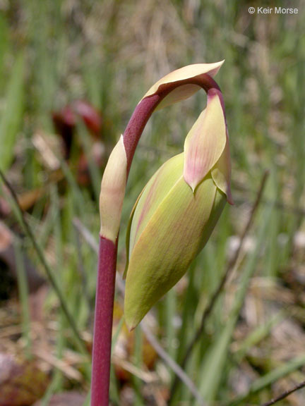 Image of California pitcherplant