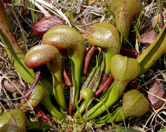 Image of California pitcherplant