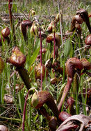 Image of California pitcherplant