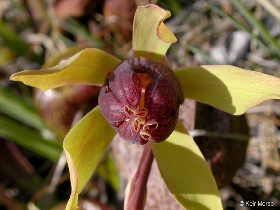 Image of California pitcherplant