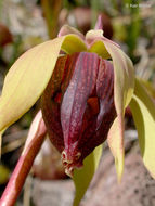 Image of California pitcherplant