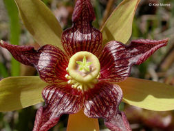 Image of California pitcherplant