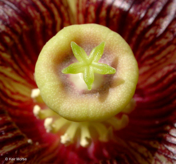 Image of California pitcherplant