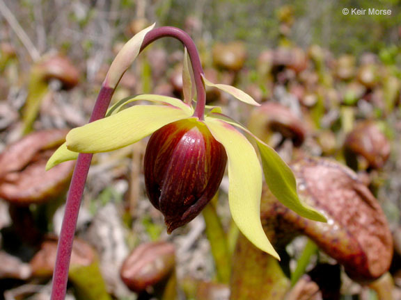 Image of California pitcherplant