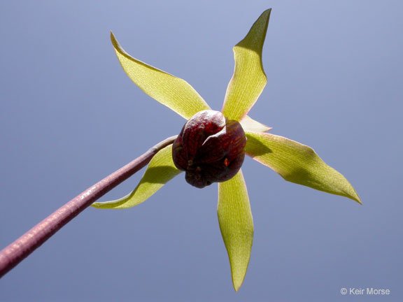 Image of California pitcherplant