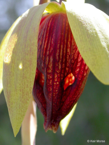 Image of California pitcherplant