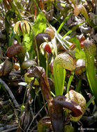 Image of California pitcherplant