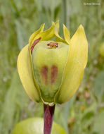 Image of California pitcherplant