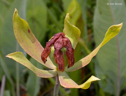 Image of California pitcherplant