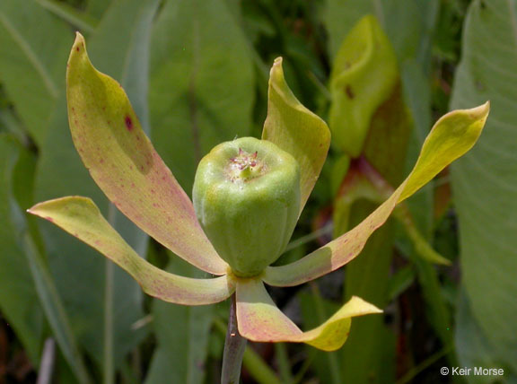 Image of California pitcherplant