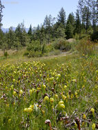 Image of California pitcherplant