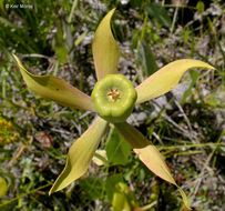 Image of California pitcherplant