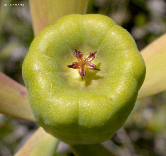 Image of California pitcherplant