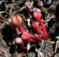 Image of California pitcherplant