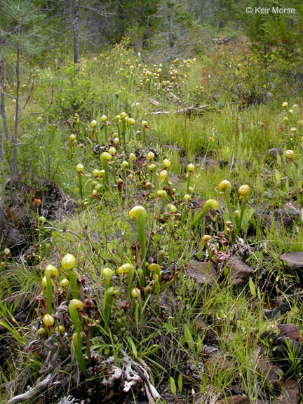 Image of California pitcherplant