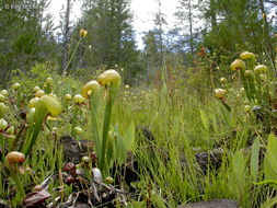 Image of California pitcherplant