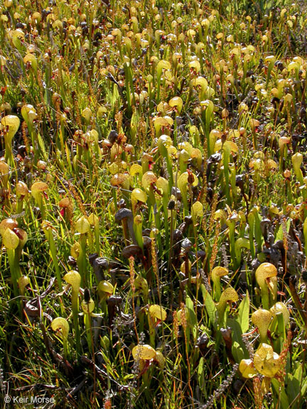 Image of California pitcherplant