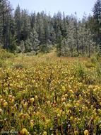 Image of California pitcherplant