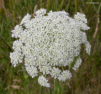 Image of Queen Anne's lace