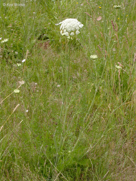 Image of Queen Anne's lace