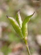 Image of twolobe larkspur