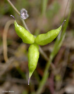 Image of twolobe larkspur