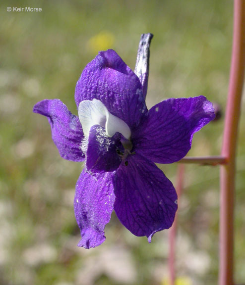 Image of twolobe larkspur