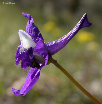 Image of twolobe larkspur