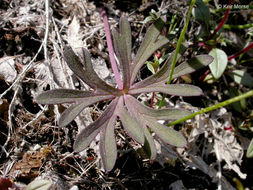 Image of twolobe larkspur