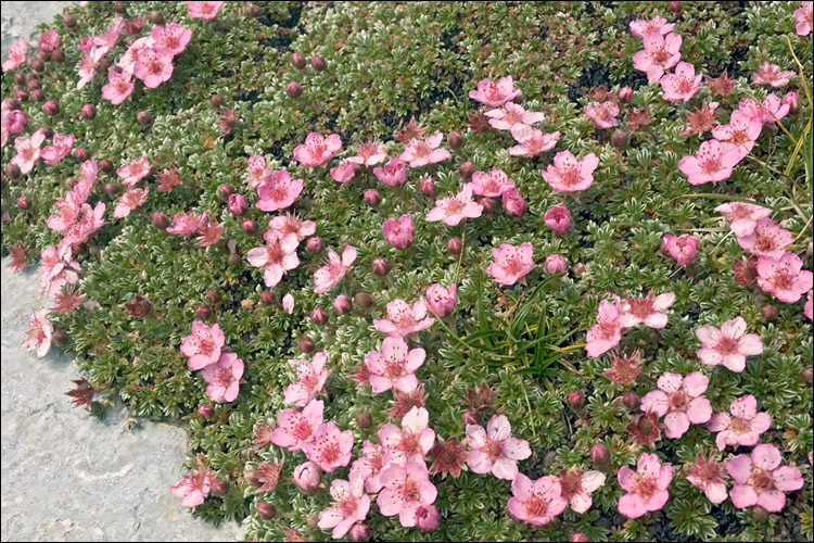 Image de Potentilla nitida L.