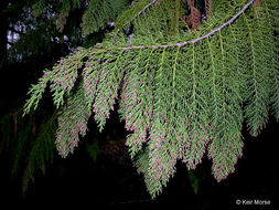 Image of Lawson's Cypress