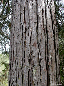 صورة Chamaecyparis lawsoniana (A. Murray bis) Parl.