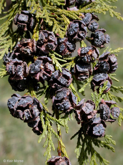 Image of Lawson's cypress