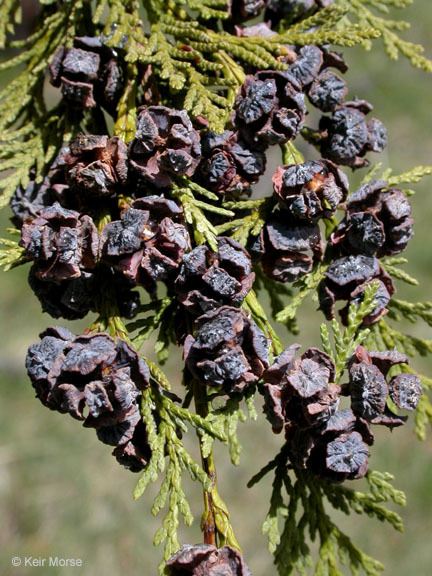 Chamaecyparis lawsoniana (rights holder: 2008 Keir Morse)