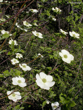 Image of Pacific dogwood